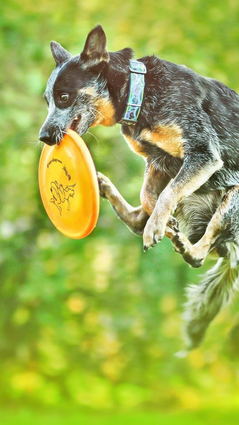Australian cattle dog z frisbee