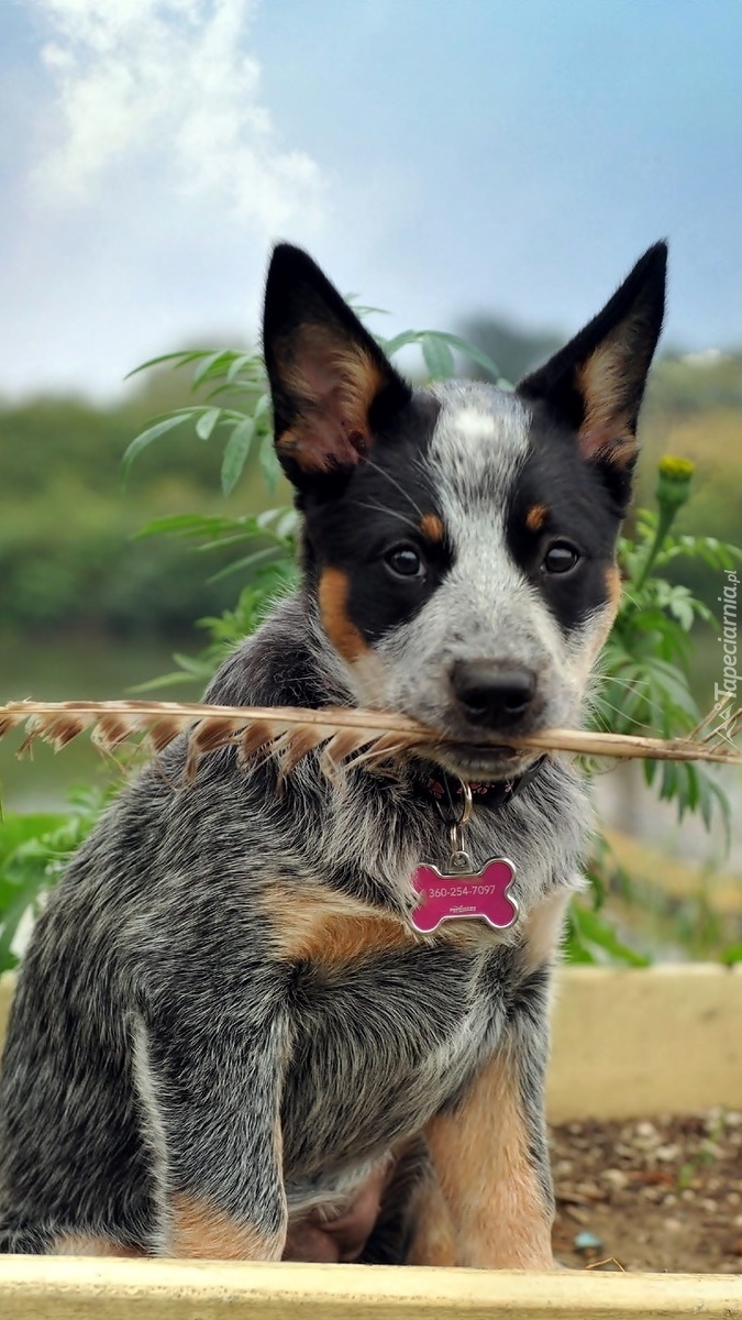 Australian cattle dog z piórem