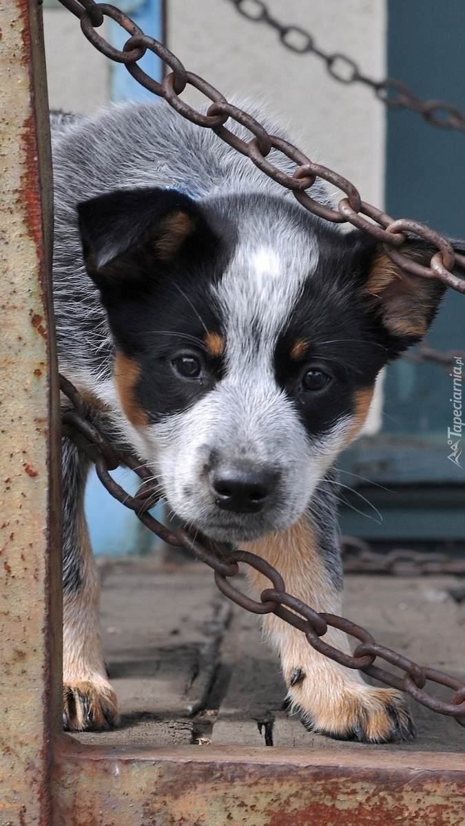 Australian cattle dog zerkający spomiędzy łańcuchów