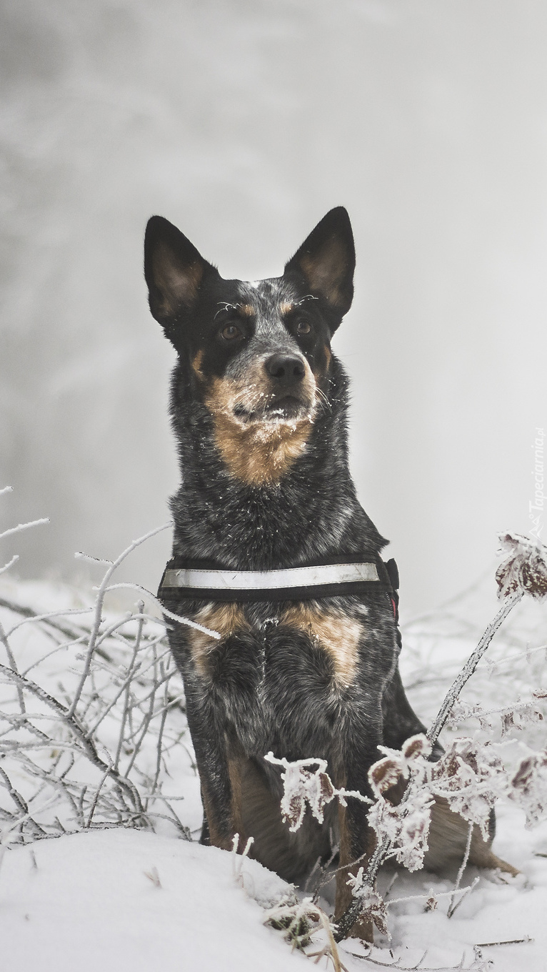 Australian cattle dog zimową porą