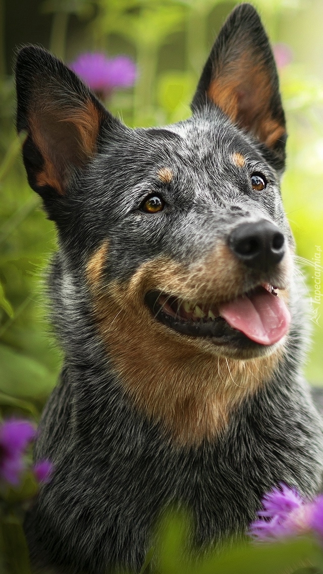 Australian cattle dog