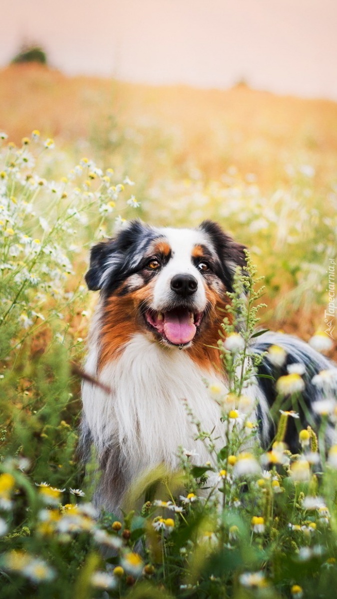 Australian shepherd w rumiankowej łące