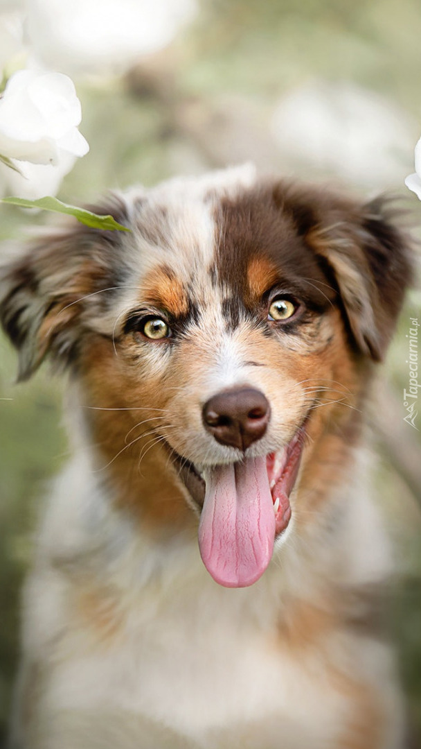 Australian shepherd z wywieszonym jęzorem