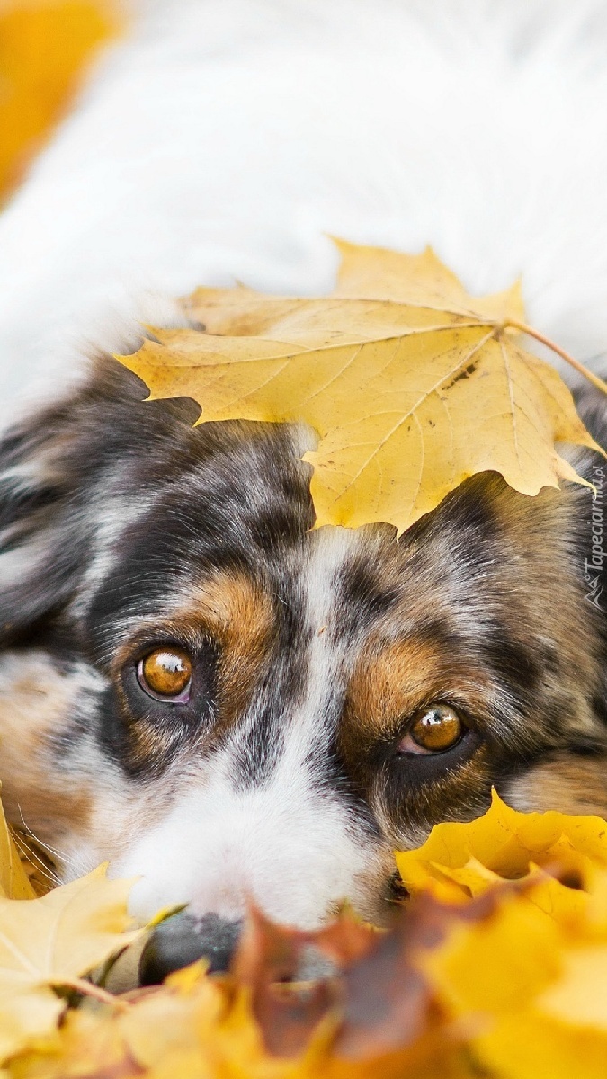 Australijski pies pasterski z jesiennym liściem na głowie