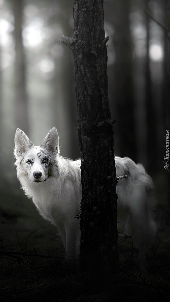 b]iały Border collie w ciemnym lesie