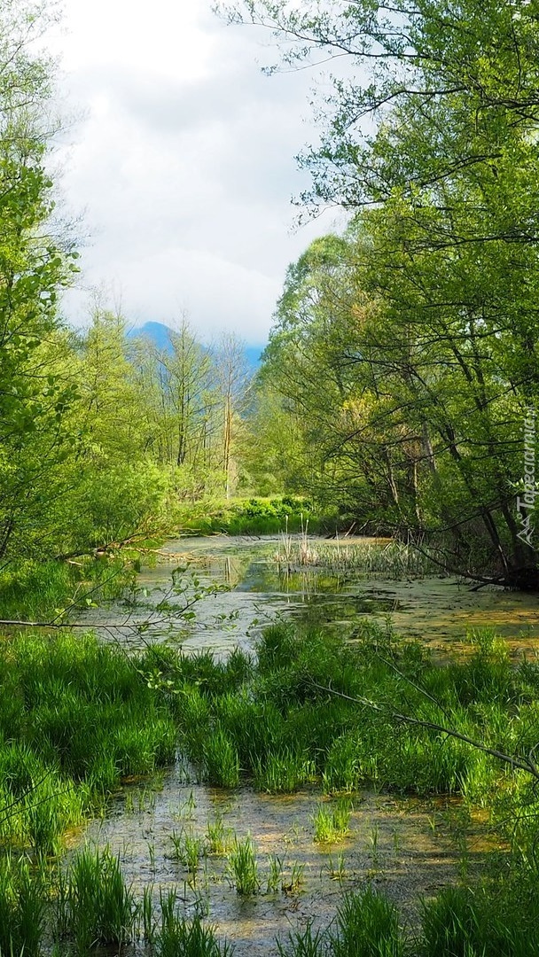 Bagno porośnięte trawą