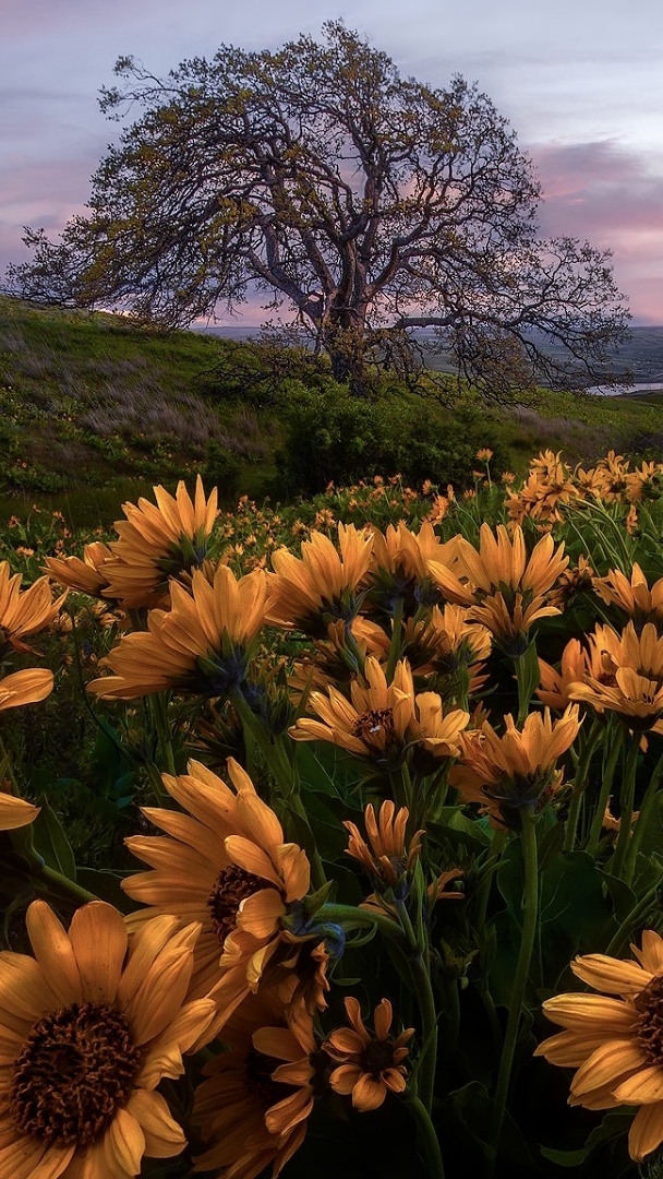 Balsamorhiza i drzewo na łące