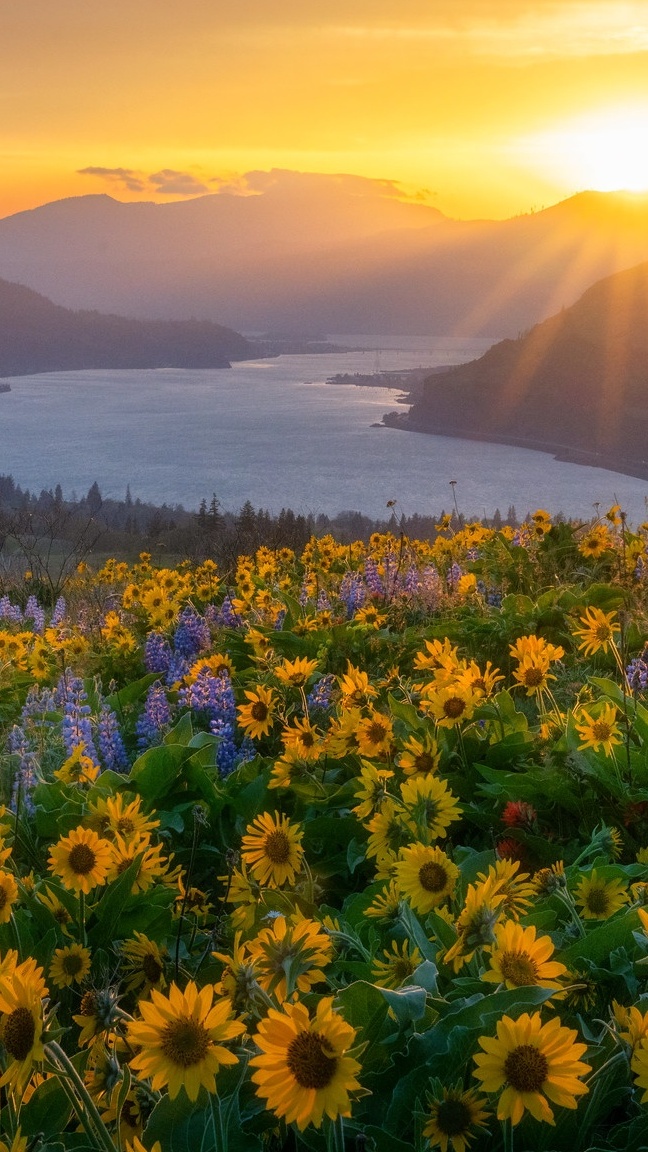 Balsamorhiza i rzeka Columbia River w słońcu