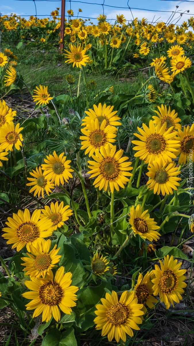 Balsamorhiza