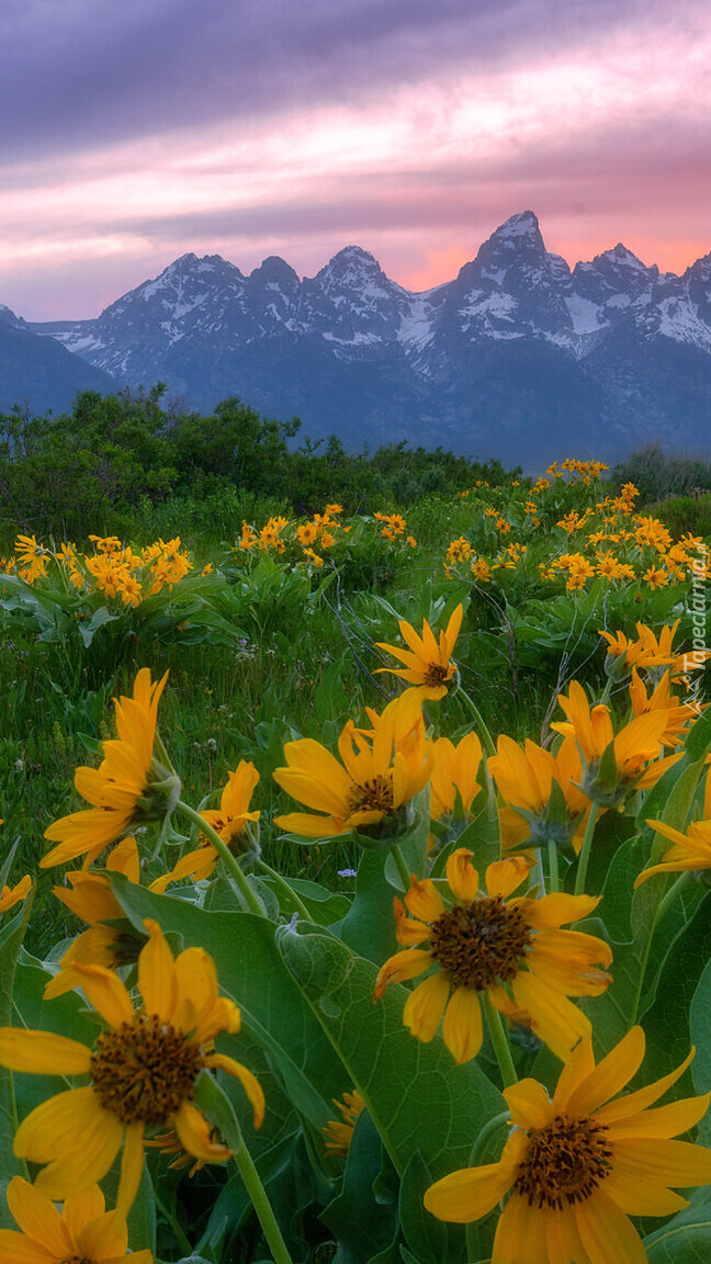 Balsamorhizy i góry Teton Range