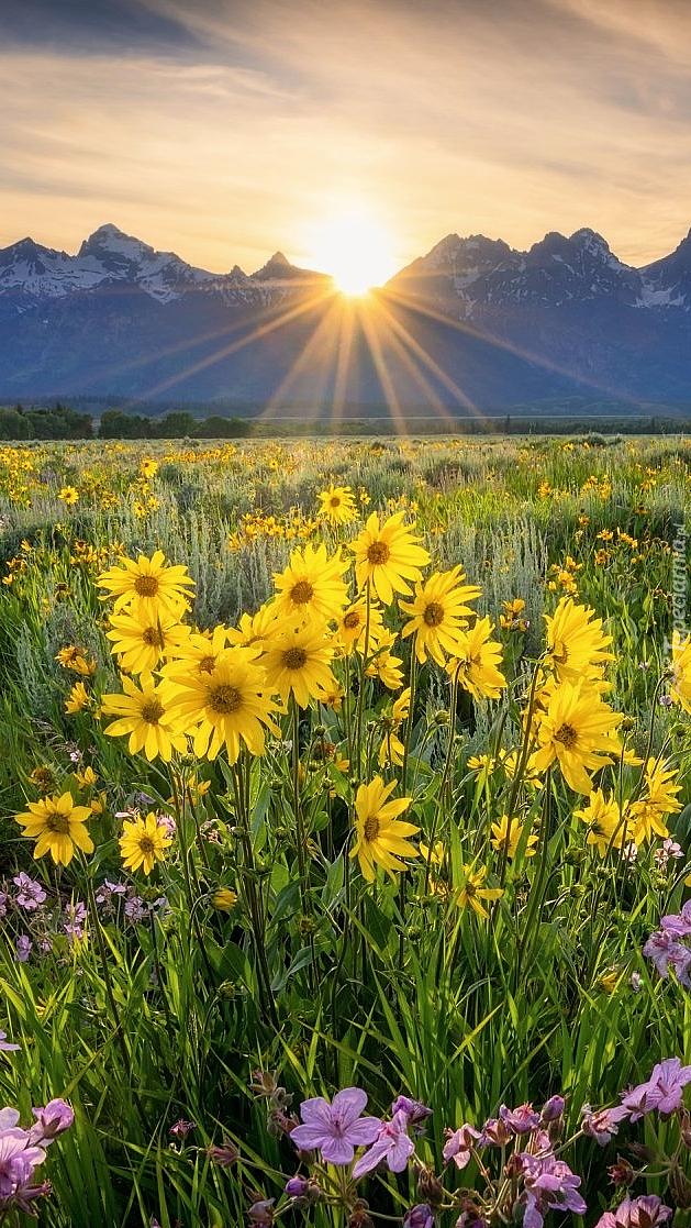 Balsamorhizy na łące i góry w promieniach słońca