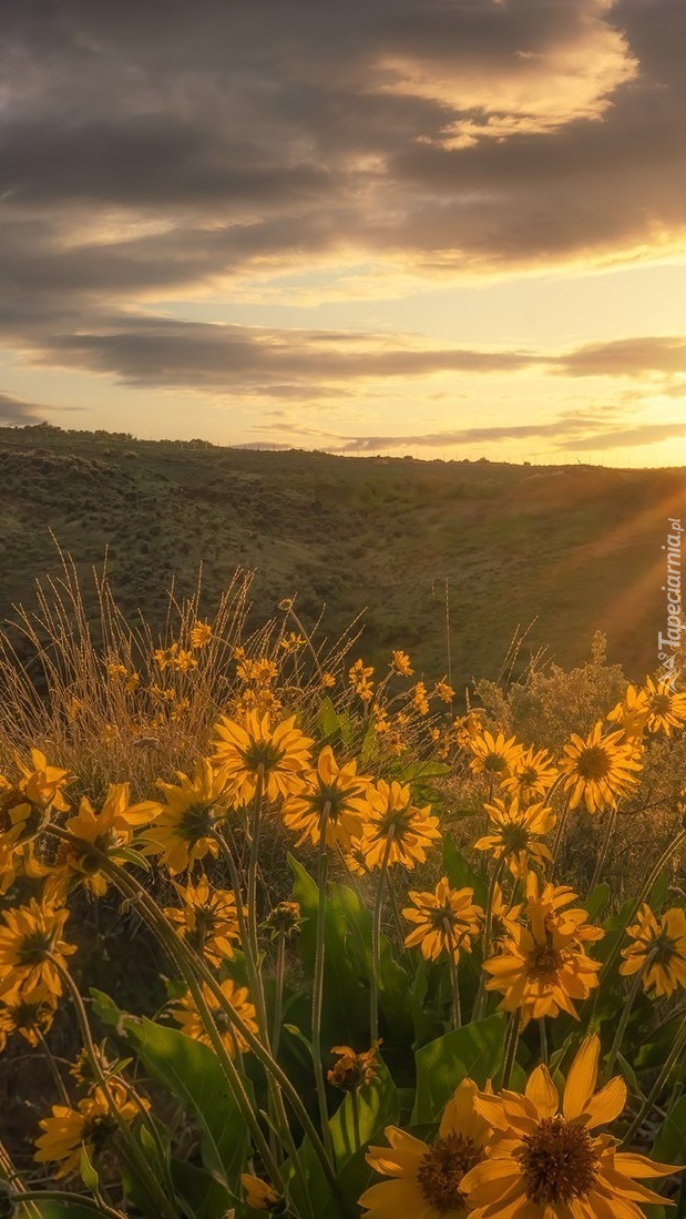 Balsamorhizy na łące o wschodzie słońca