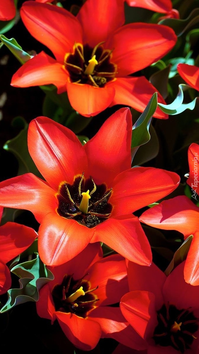 Bardzo rozwinięte tulipany