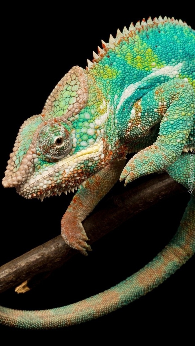 Barwny kameleon