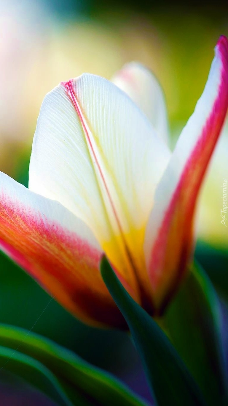 Barwny wiosenny tulipan