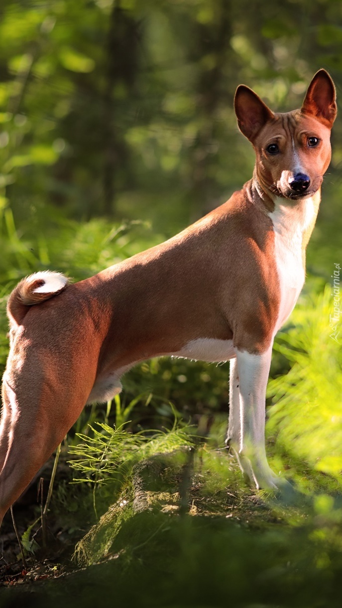 Basenji na kamieniu