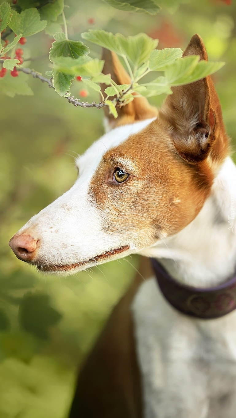 Basenji w obroży