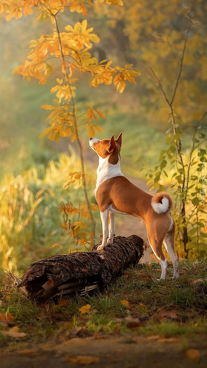 Basenji wsparty o kłodę