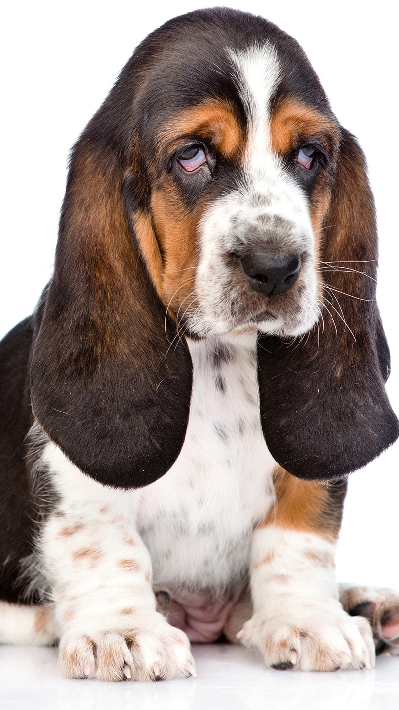 Basset hound