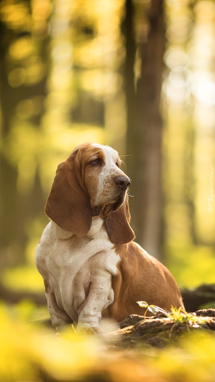 Basset hound na leśnej polanie