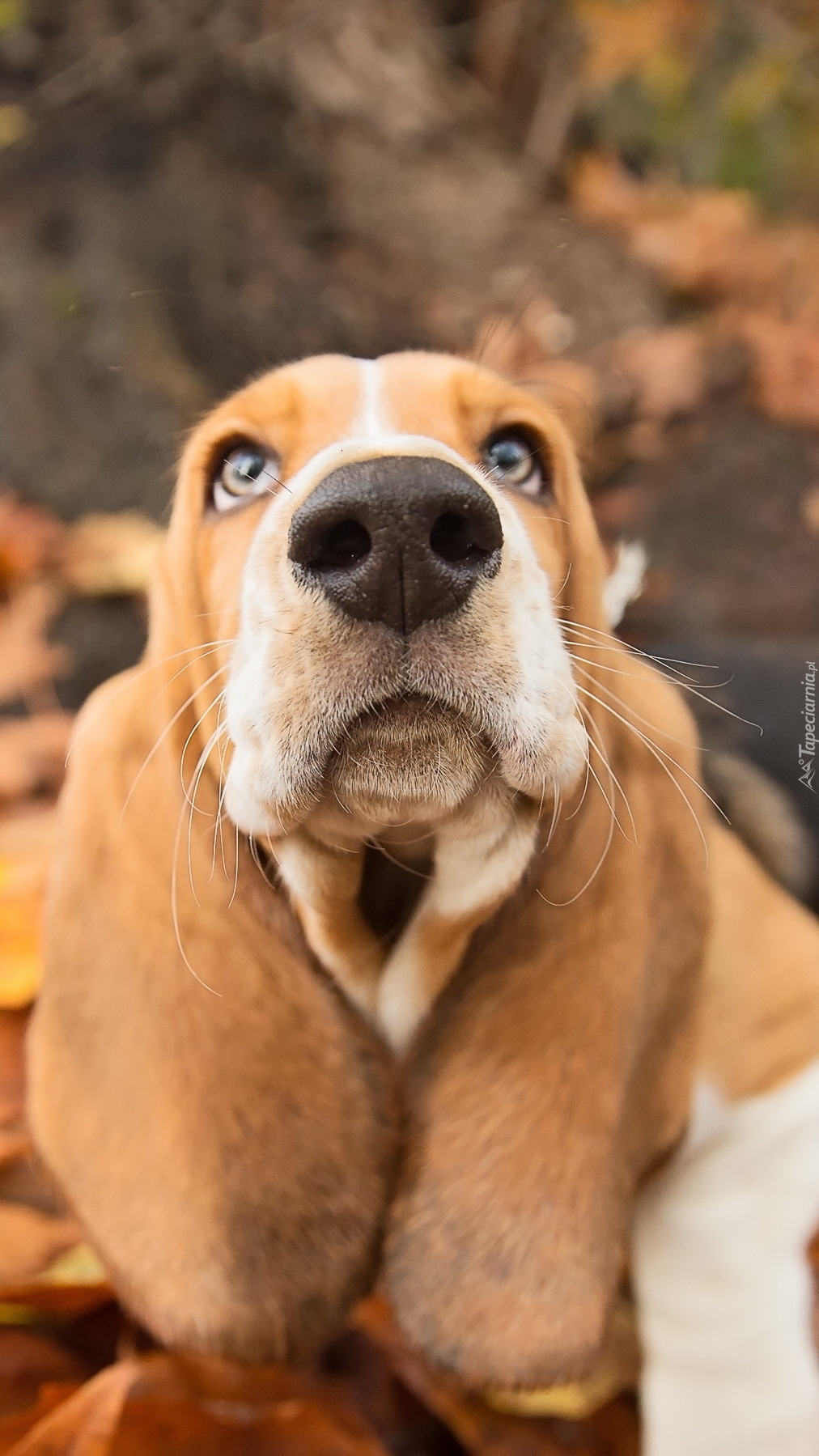 Basset hound w liściach