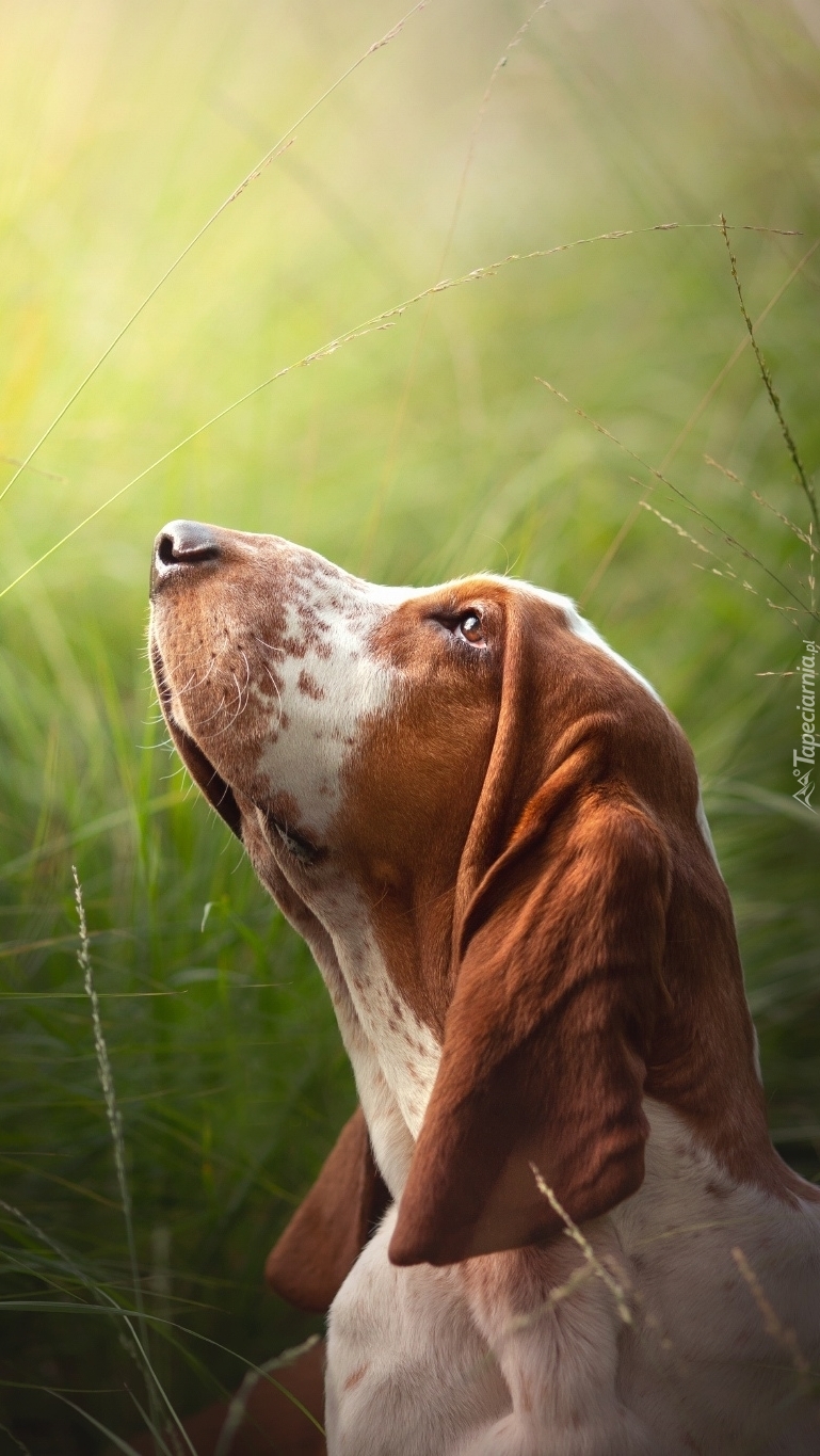 Basset hound