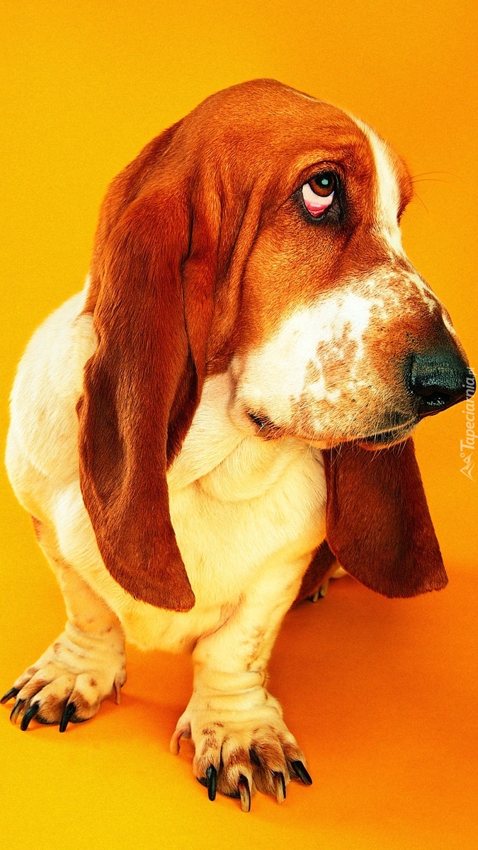 Basset i smutne spojrzenie