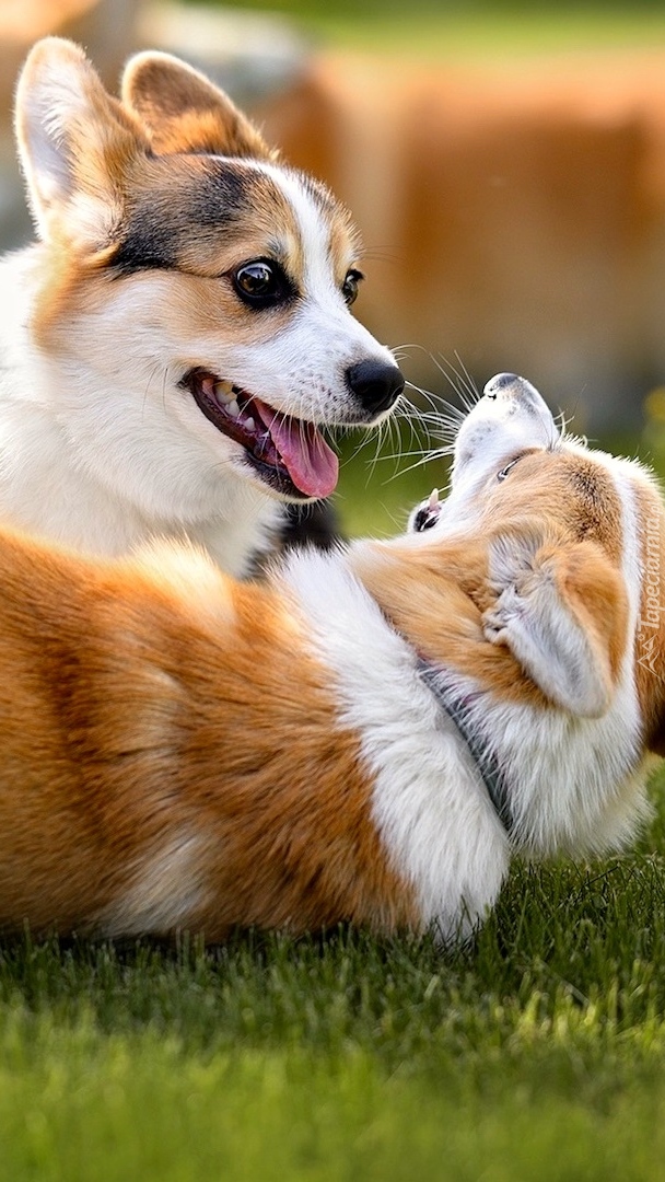 Bawiące się welsh corgi cardigan