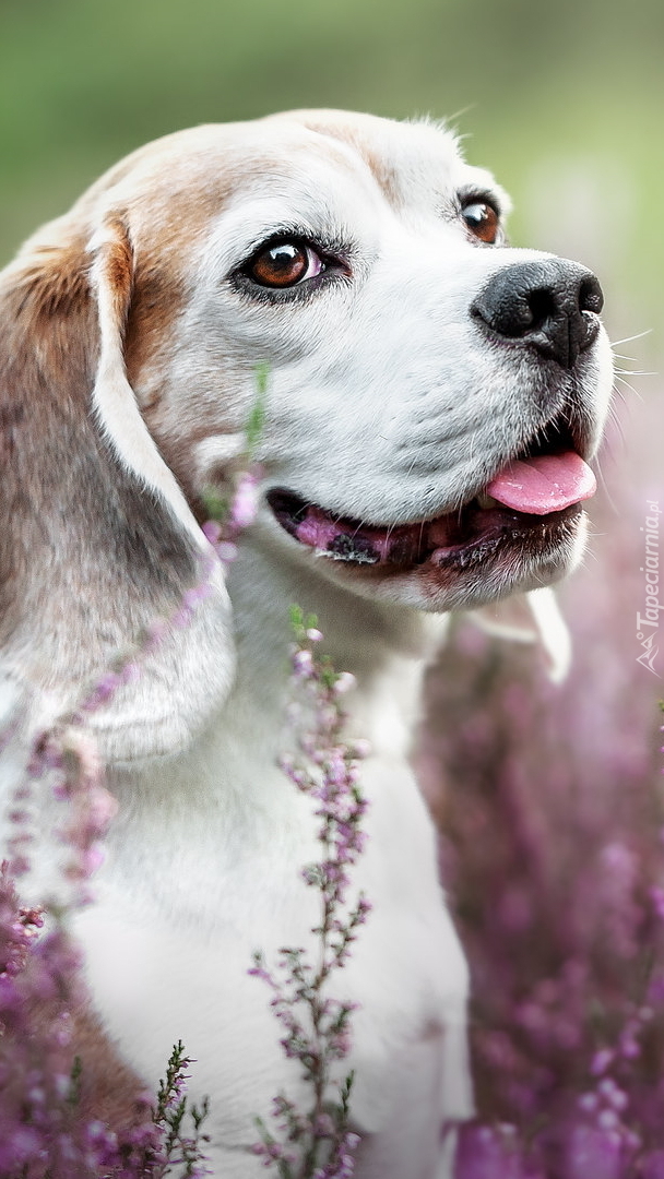 Beagle