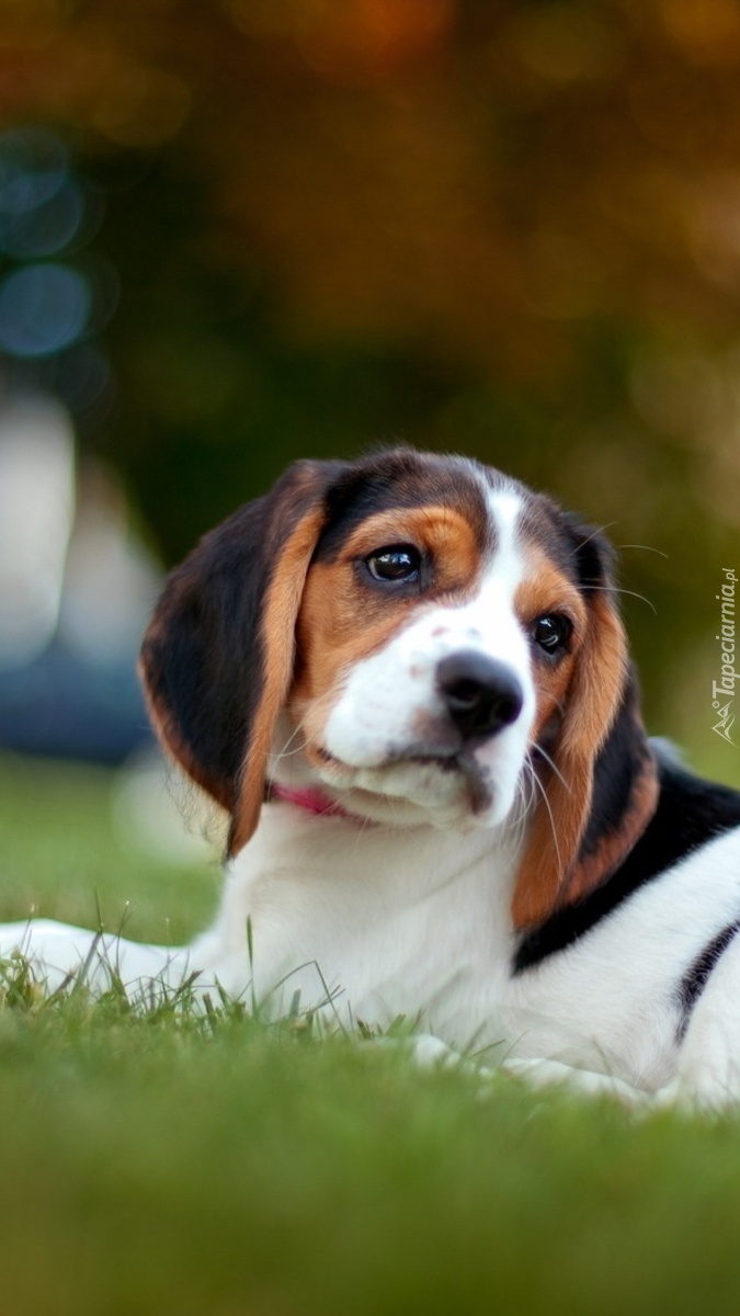 Beagle na trawie