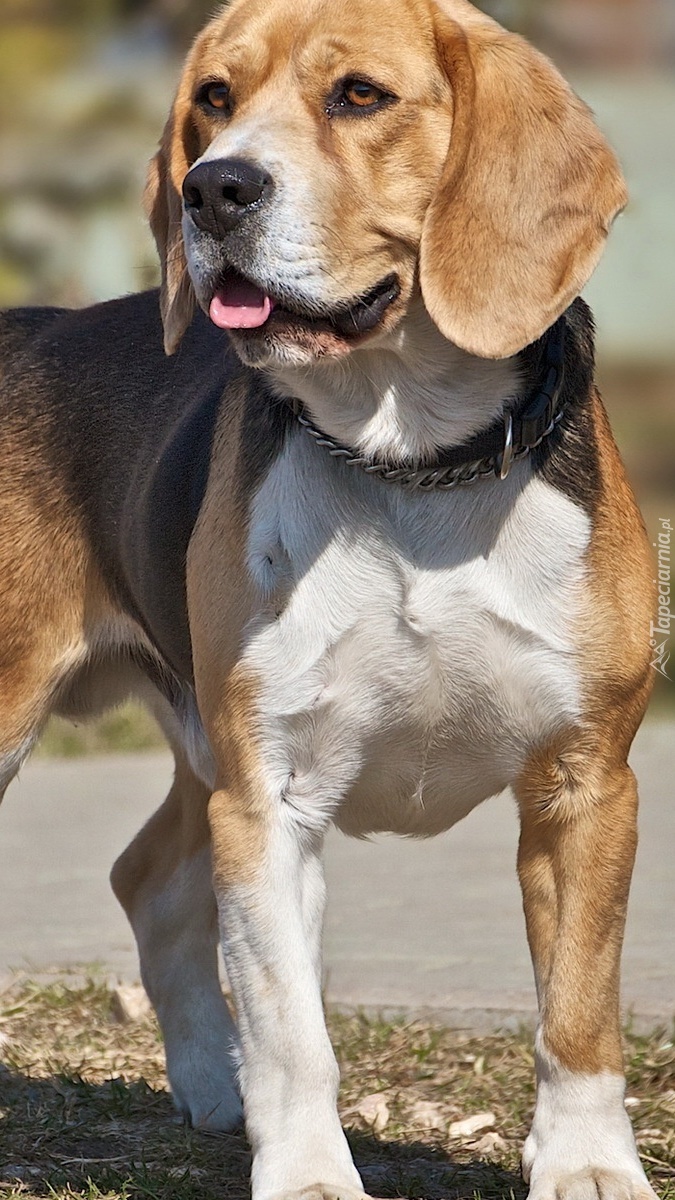 Beagle z wyciągniętym językiem