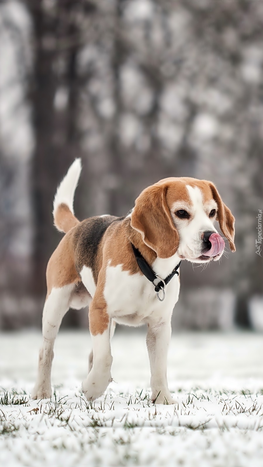 Beagle zimą