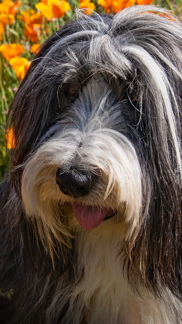 Bearded collie