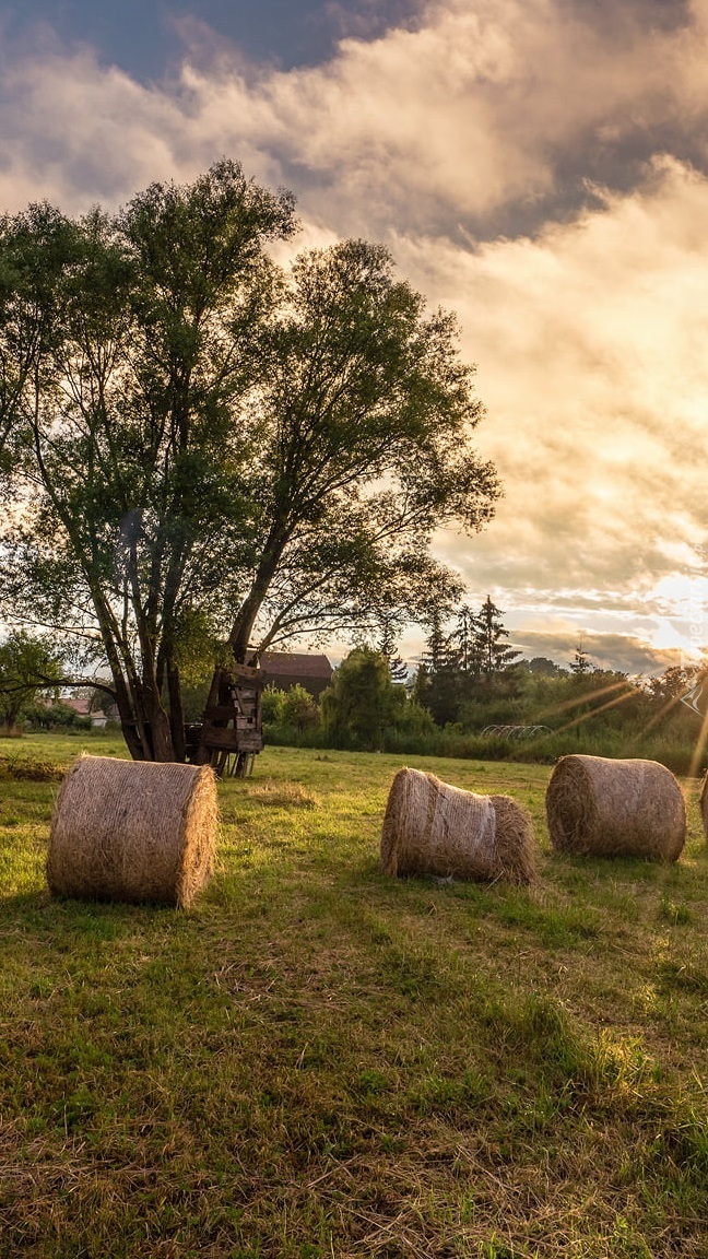 Bele słomy na łące