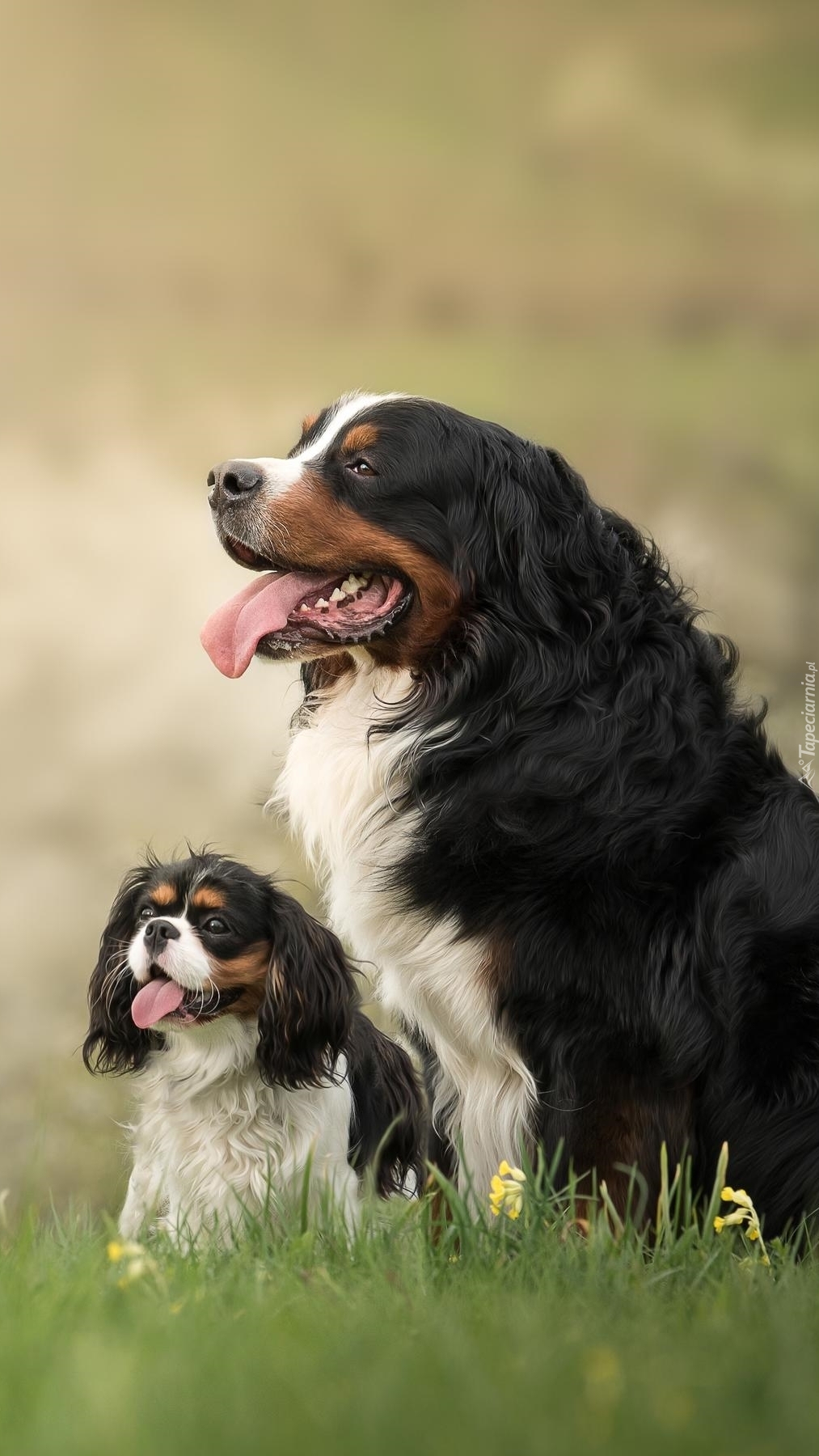 Berneński pies pasterski i king charles spaniel