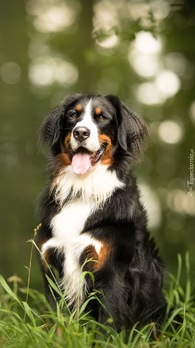 Berneński pies pasterski w trawie