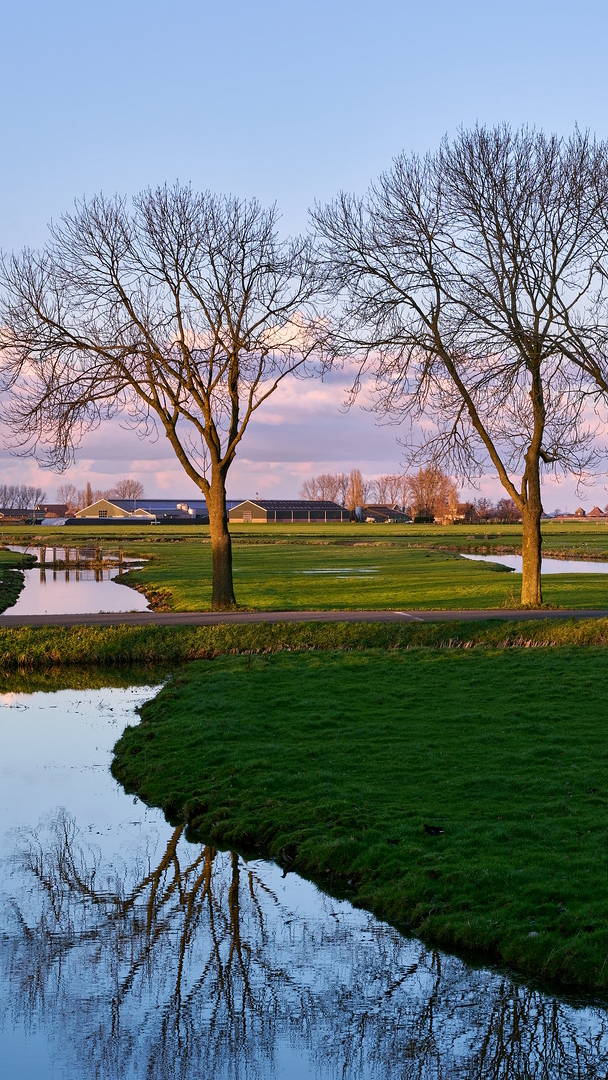 Bezlistne drzewa obok kanałów wodnych w Holandii