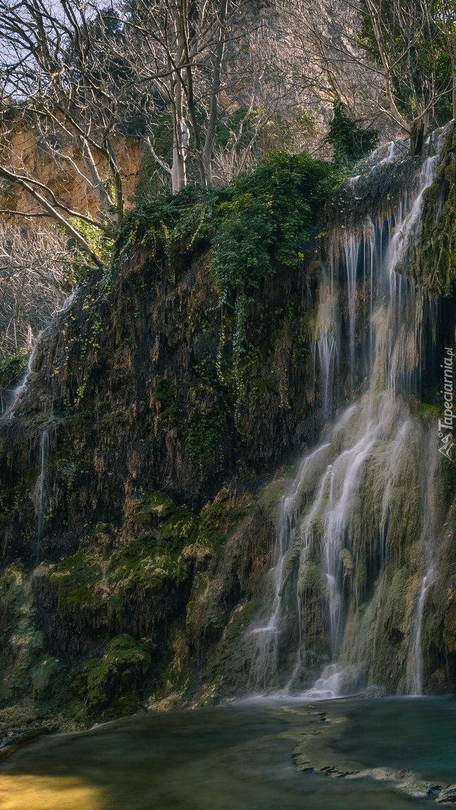 Bezlistne drzewa przy wodospadzie