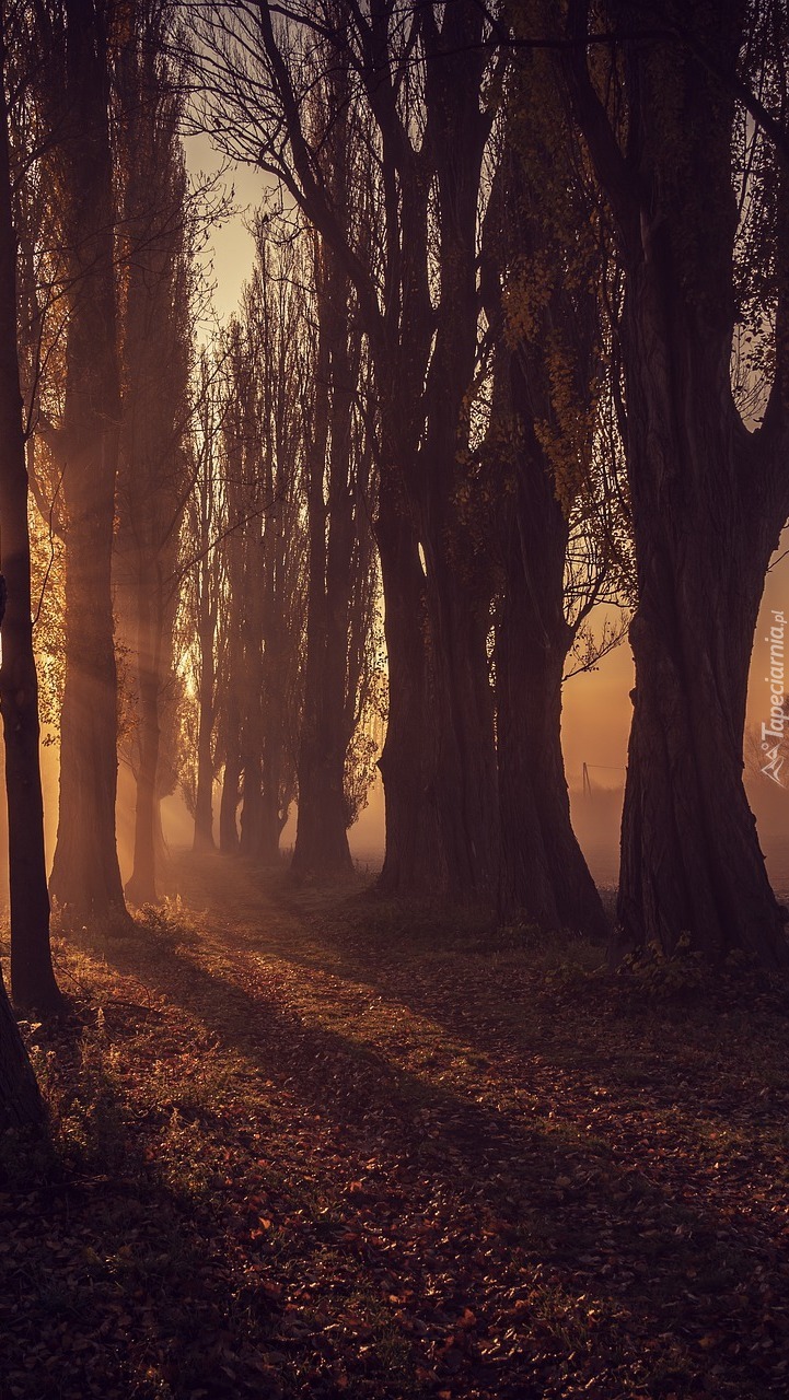 Bezlistne drzewa we mgle