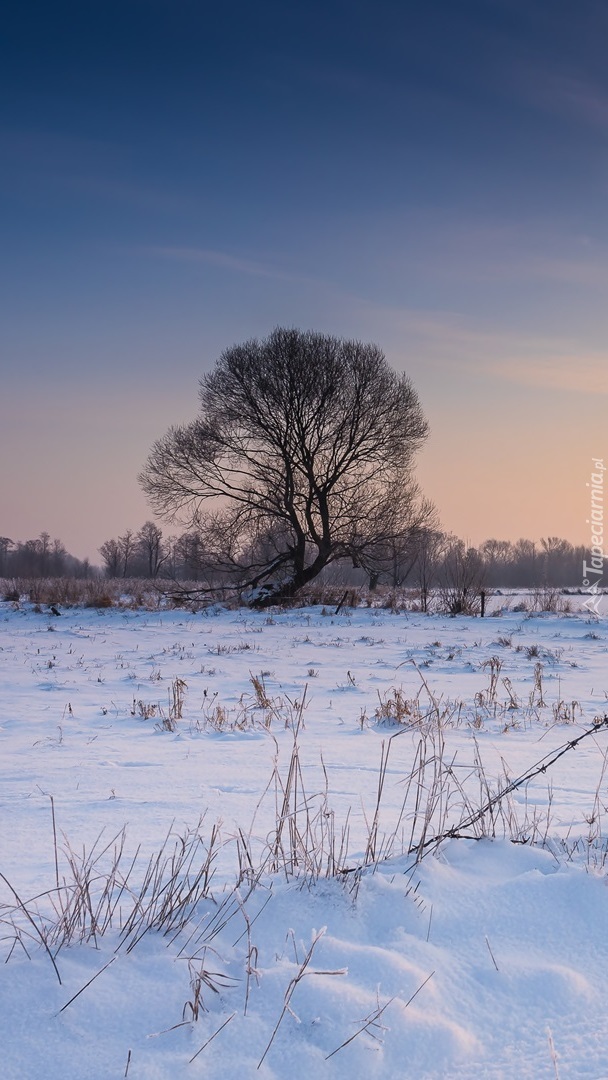 Bezlistne drzewo na zaśnieżonym polu