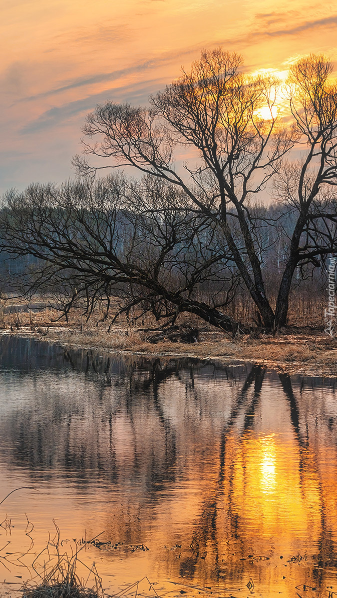 Bezlistne drzewo nad rzeką