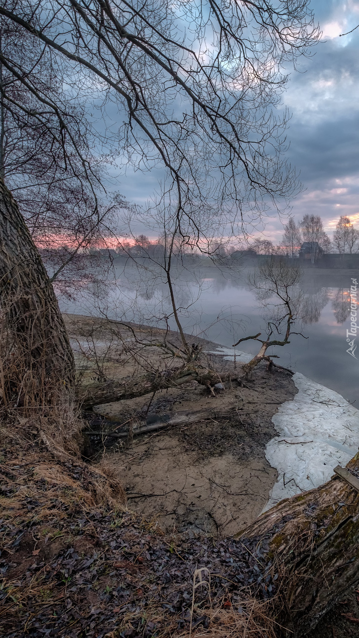 Bezlistne drzewo nad rzeką