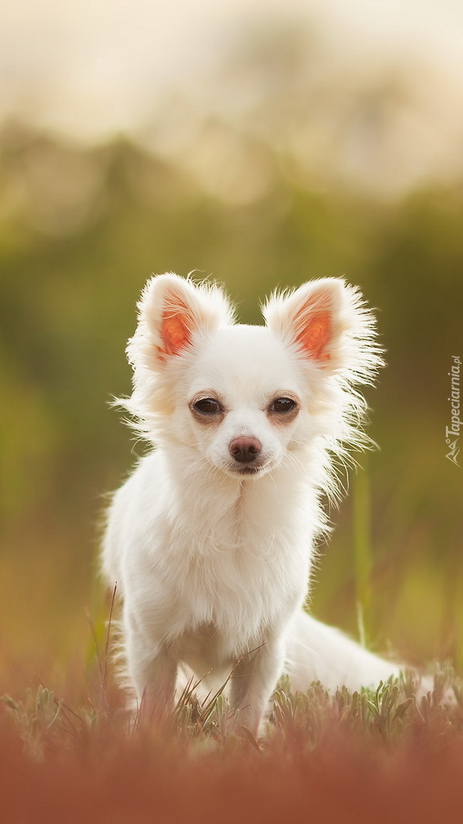 Biała chihuahua na trawie