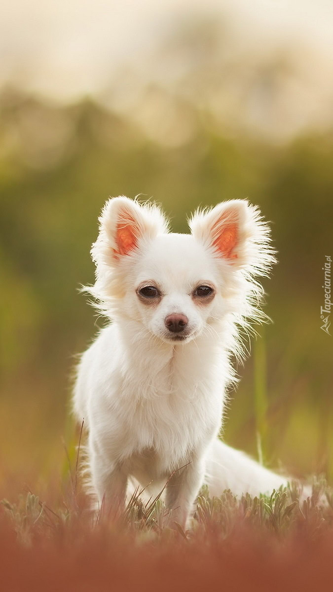 Bia a Chihuahua Na Trawie Tapeta Na Telefon Bia a Chihuahua Na Trawie Tapeta Na Telefon