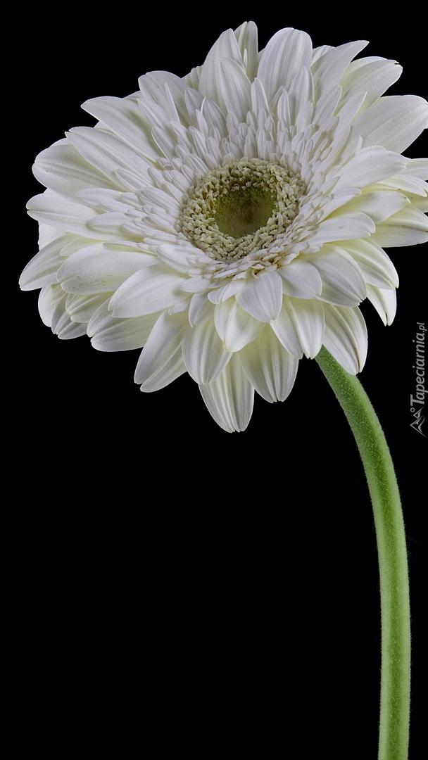 Biała gerbera