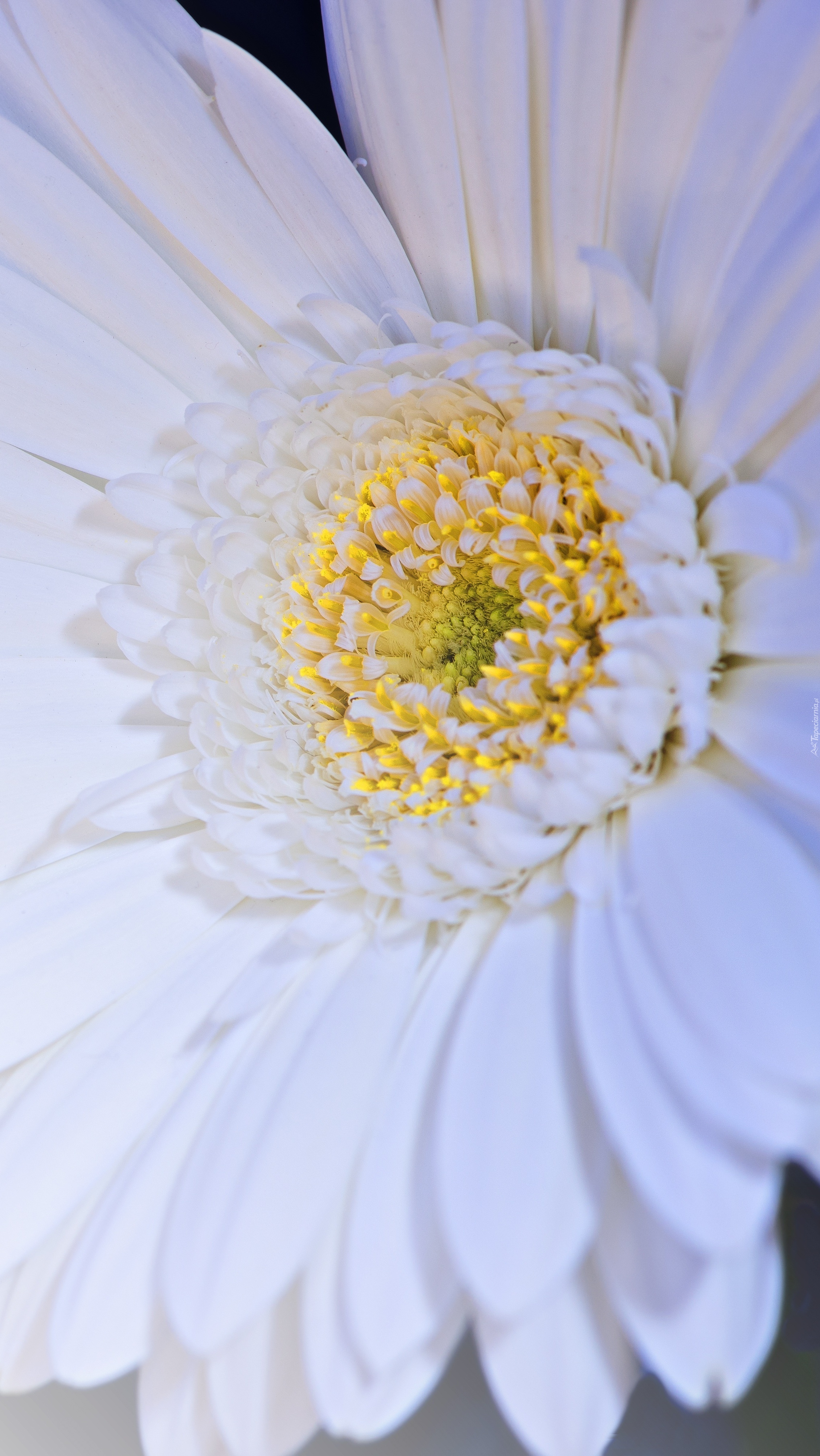 Biała gerbera