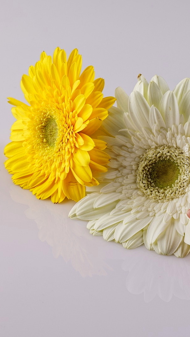 Biała i żółta gerbera