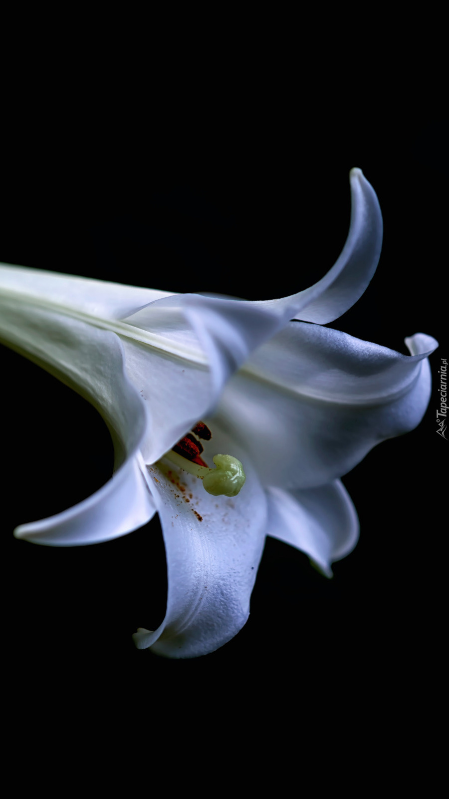 Biała lilia