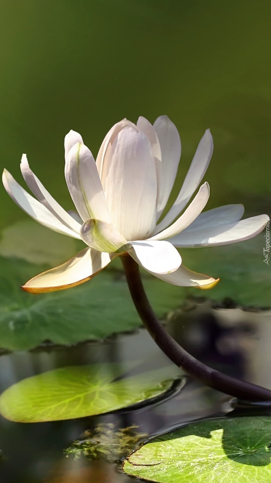 Biała lilia wodna