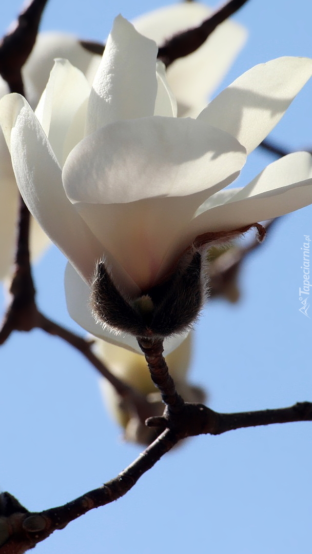 Biała magnolia